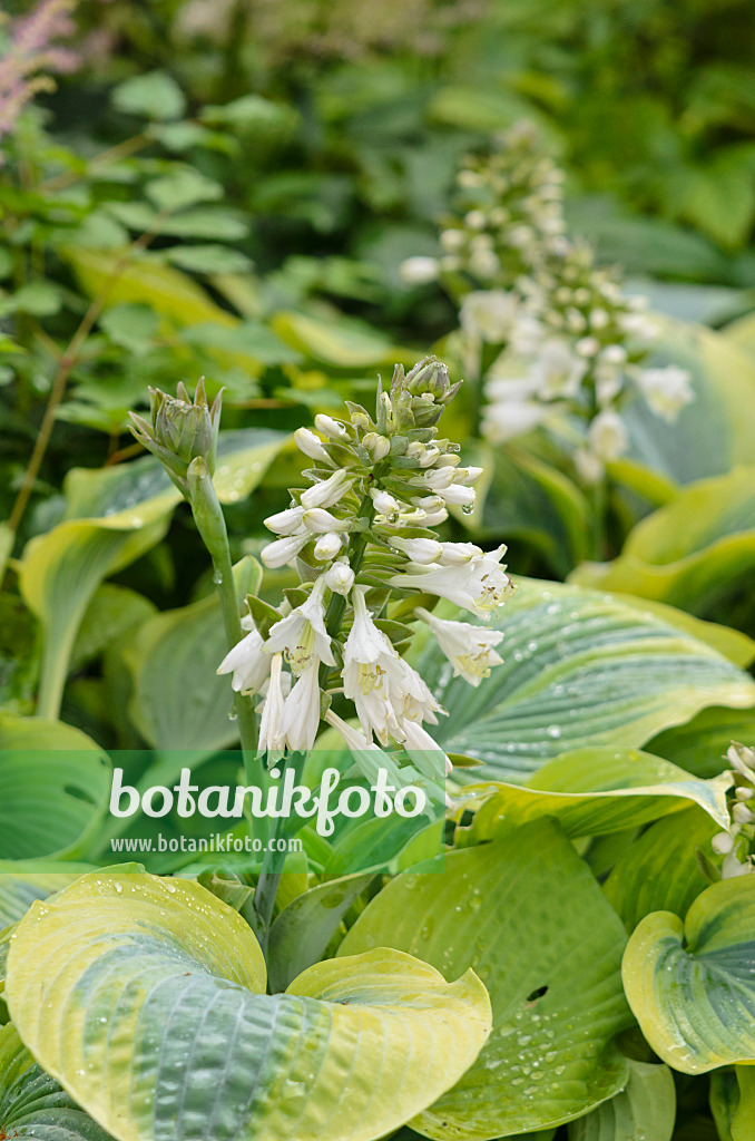 521445 - Plantain lily (Hosta x tardiana 'Bright Glow')
