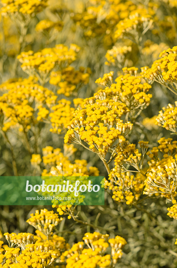 534174 - Plante curry (Helichrysum italicum)