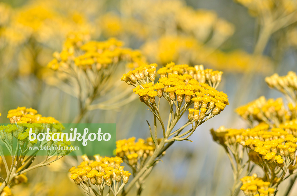 534175 - Plante curry (Helichrysum italicum)