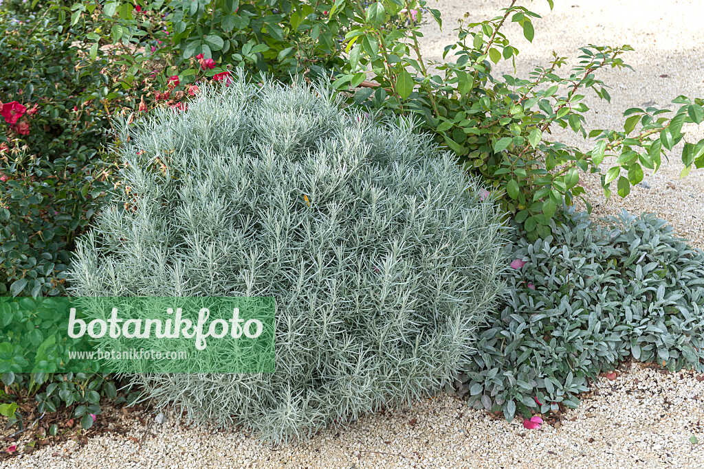 675073 - Plante curry (Helichrysum italicum 'Silbernadel')