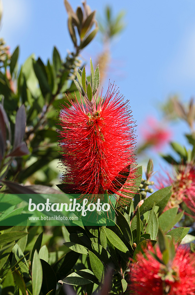 496288 - Plante goupillon (Callistemon)