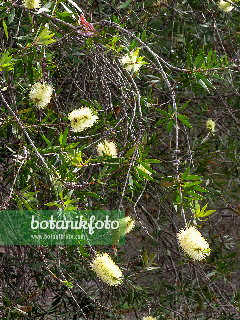 455337 - Plante goupillon (Callistemon formosus)