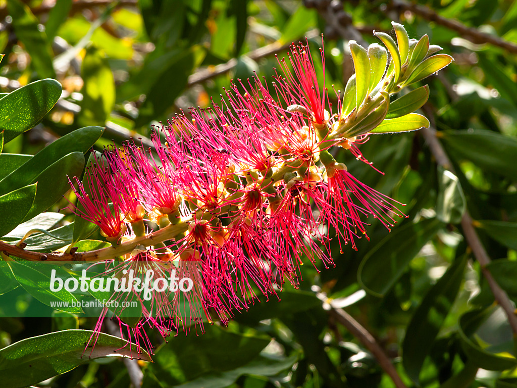 428223 - Plante goupillon (Callistemon pachyphyllus)