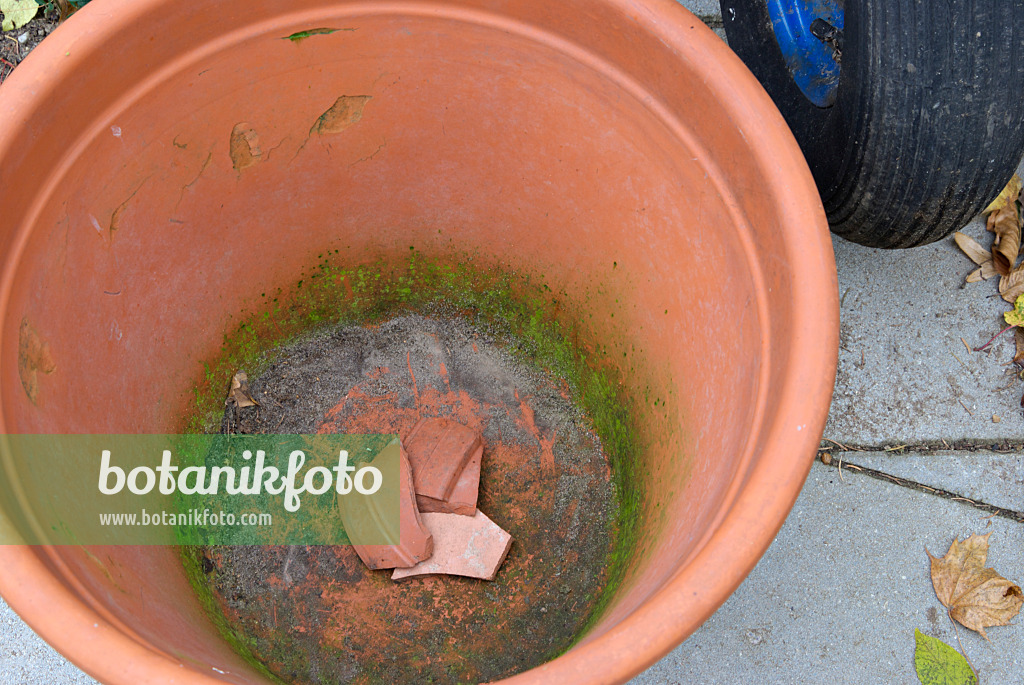 463090 - Planter des bulbes de tulipe dans un pot de fleurs (1)
