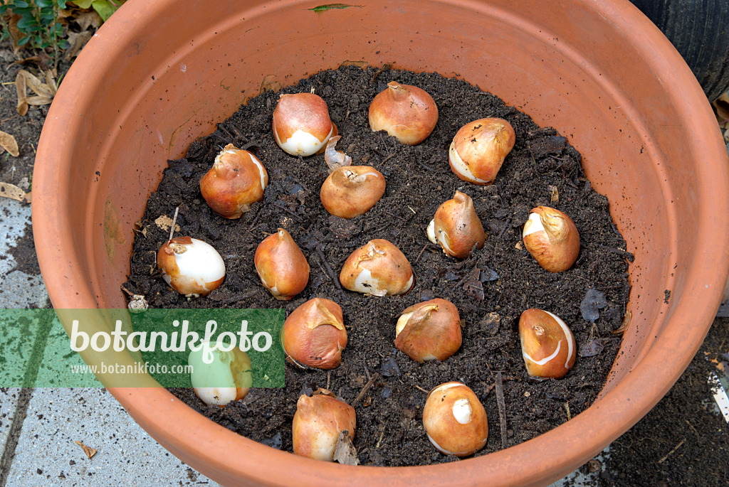 463092 - Planter des bulbes de tulipe dans un pot de fleurs (3)