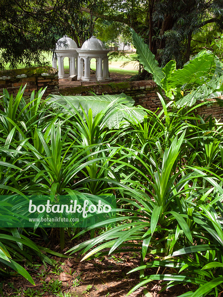 411162 - Plantes tropicales devant deux pavillons blancs, Fort Canning Park, Singapour
