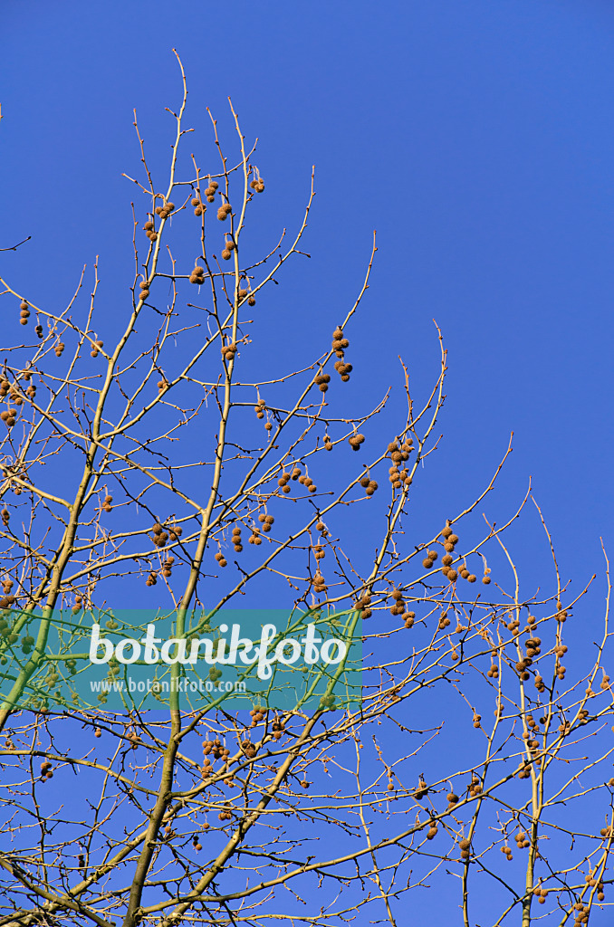 494045 - Platane d'Orient (Platanus orientalis)