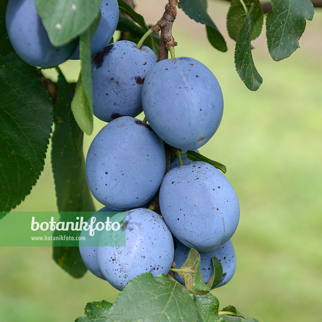 575244 - Plum (Prunus domestica 'Cacaks Beste')