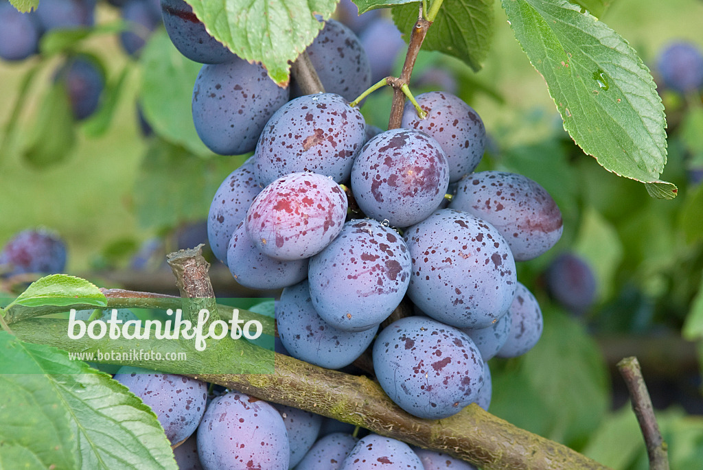 502369 - Plum (Prunus domestica 'Hanita')