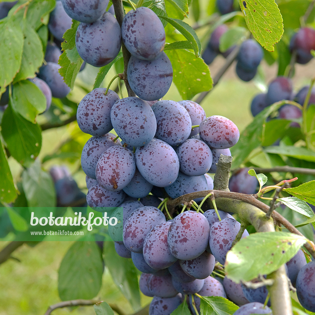 502370 - Plum (Prunus domestica 'Hanita')