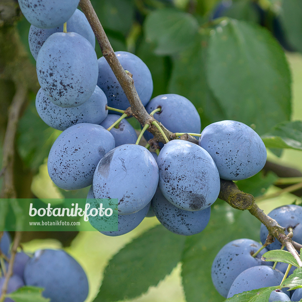 535362 - Plum (Prunus domestica 'Hanita')