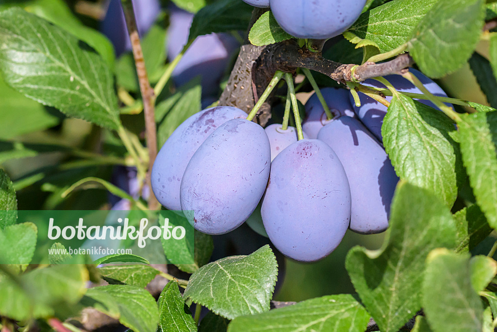 575230 - Plum (Prunus domestica 'Haroma')