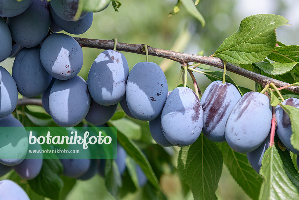 575232 - Plum (Prunus domestica 'Haroma')