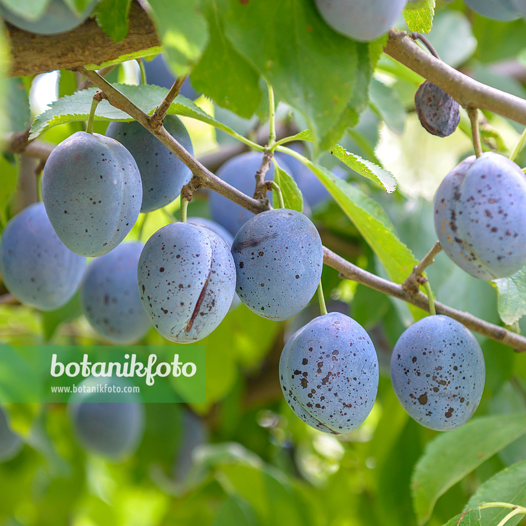 575234 - Plum (Prunus domestica 'Italienische Zwetsche')