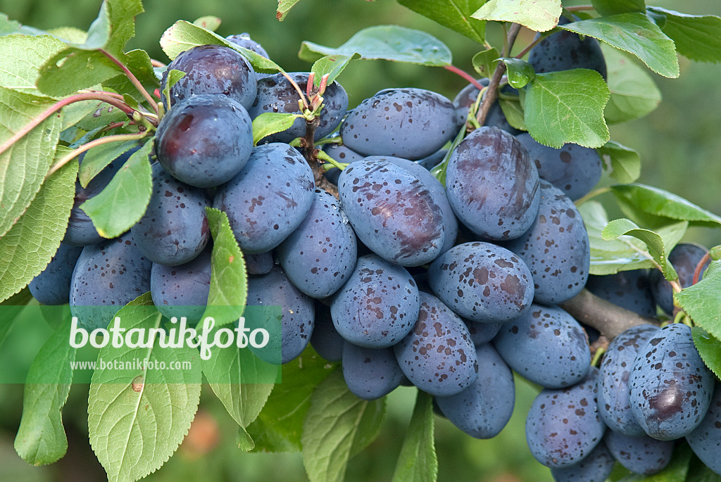 502371 - Plum (Prunus domestica 'Jojo')