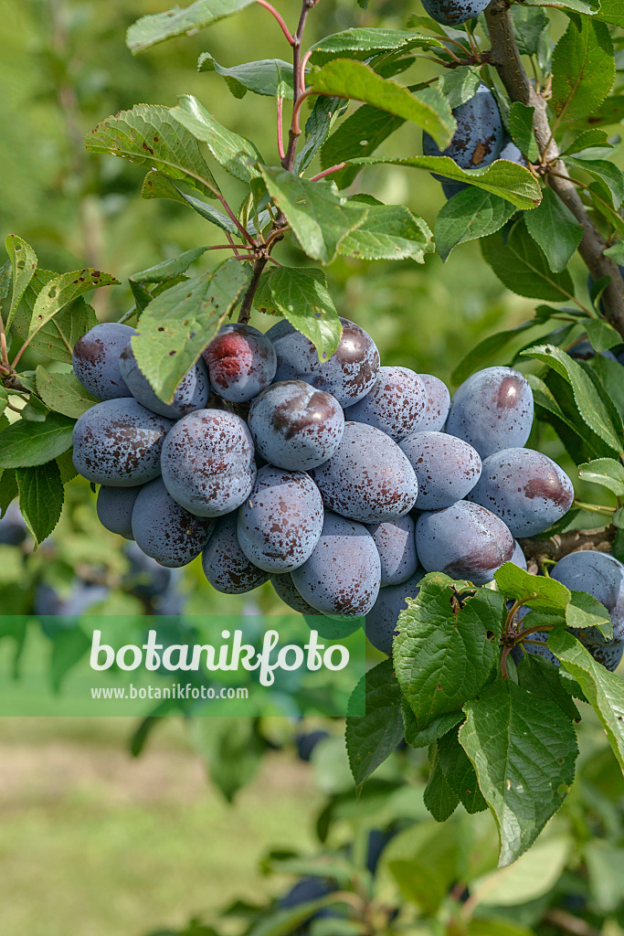 535363 - Plum (Prunus domestica 'Jojo')