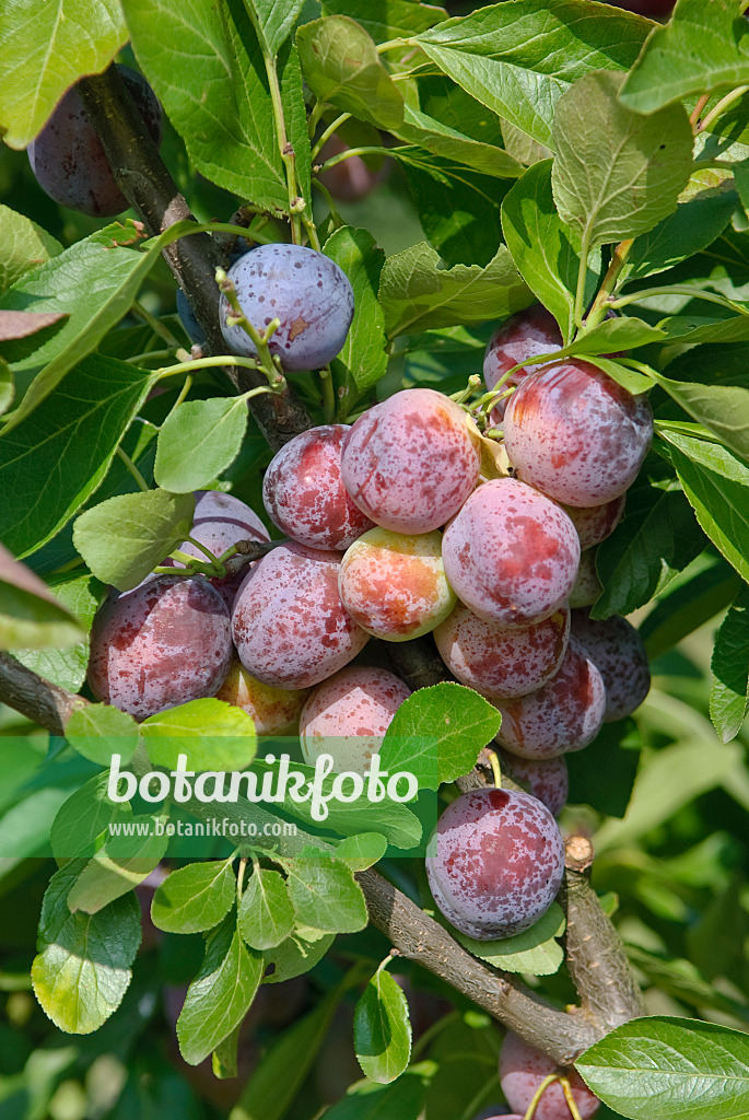 502373 - Plum (Prunus domestica 'Opal')