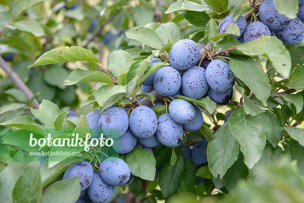 535372 - Plum (Prunus domestica 'Plumtastic')
