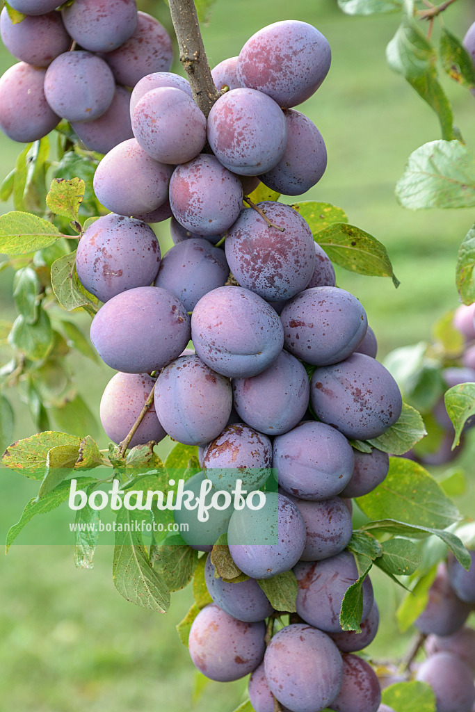535366 - Plum (Prunus domestica 'President')