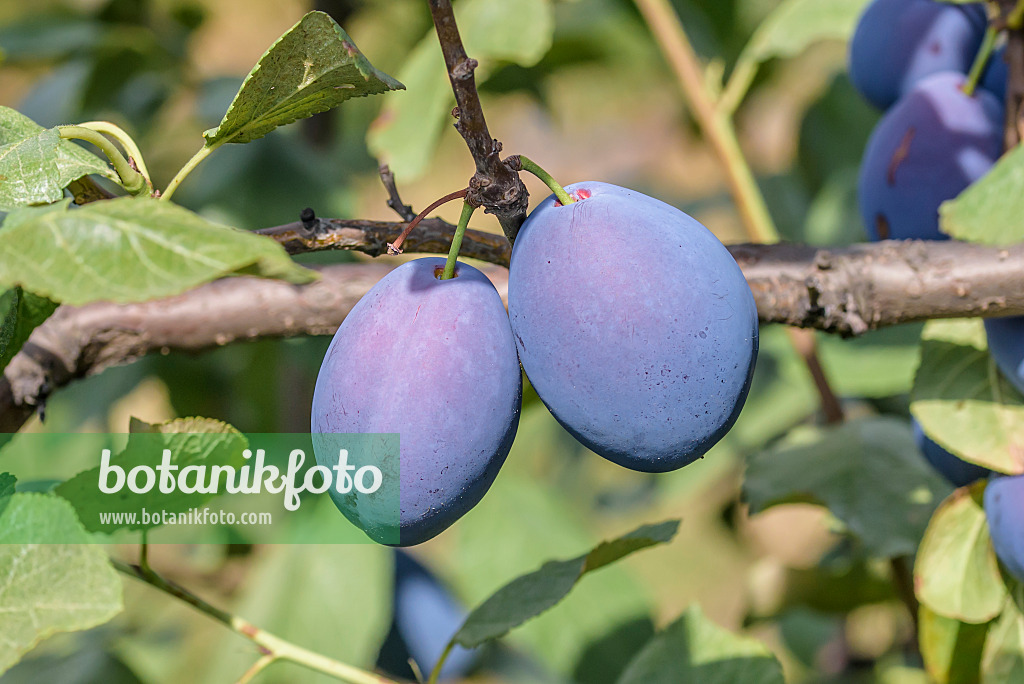 575242 - Plum (Prunus domestica 'Topstar Plus')