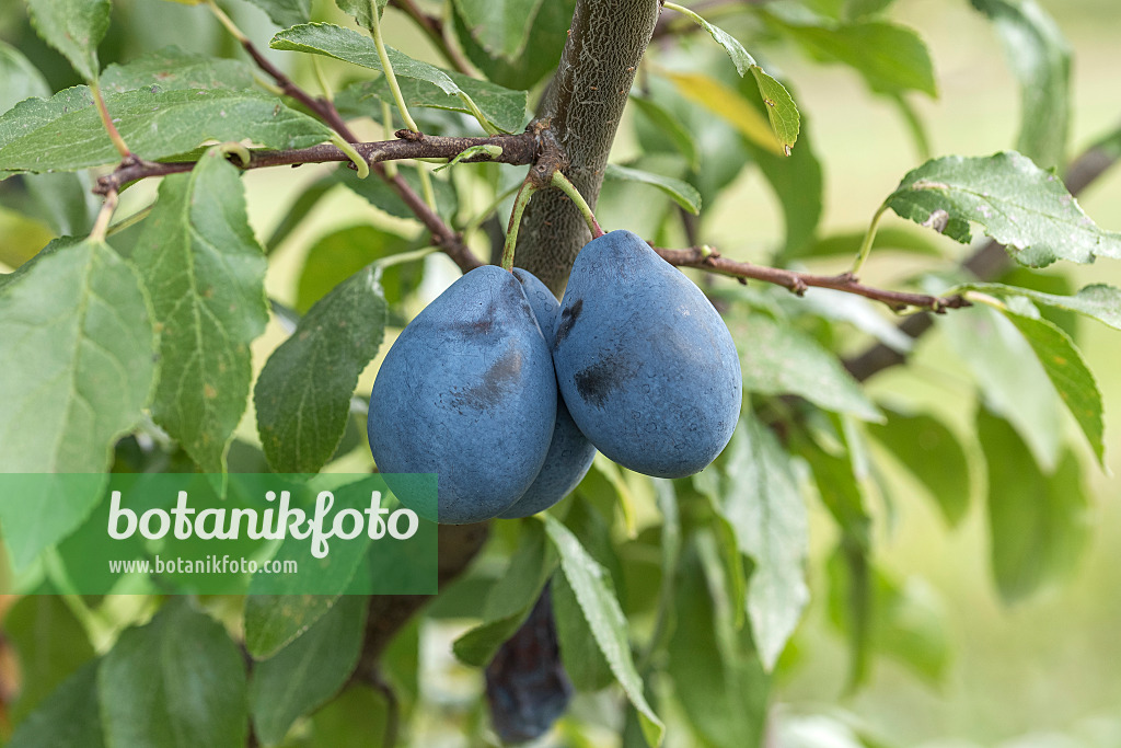 616088 - Plum (Prunus domestica 'Valjevka')
