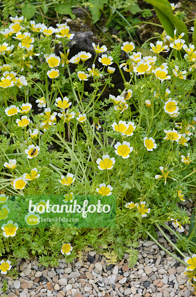 533216 - Poached egg flower (Limnanthes douglasii)