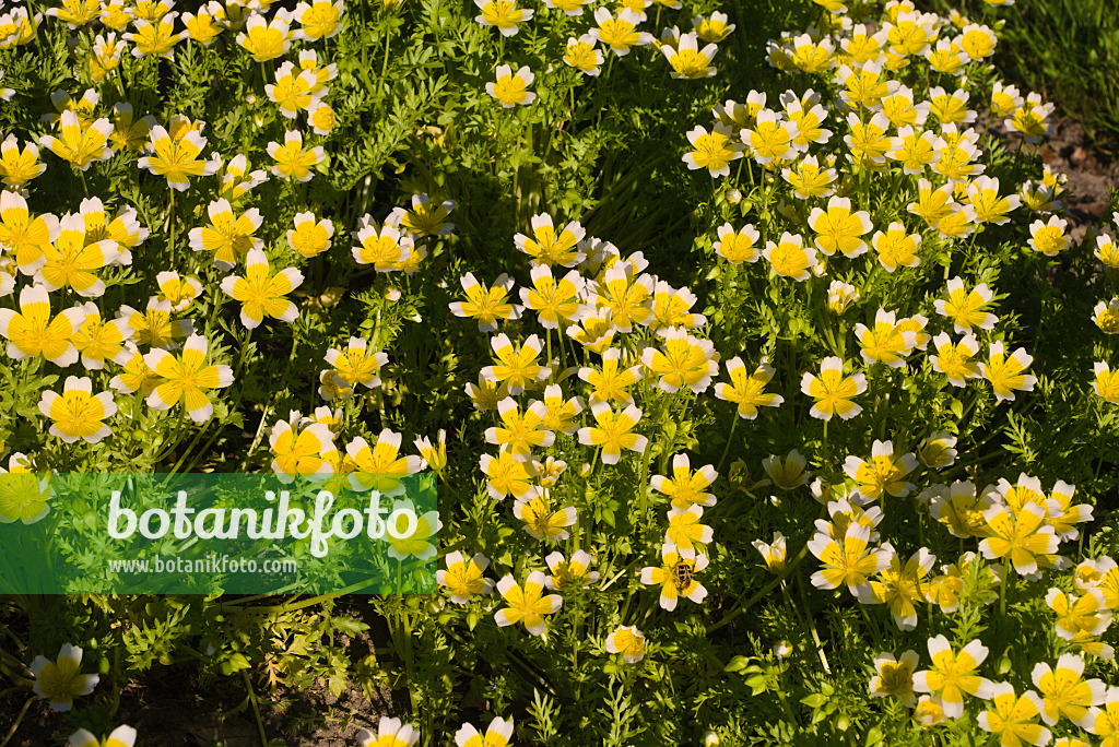 672083 - Poached egg flower (Limnanthes douglasii)