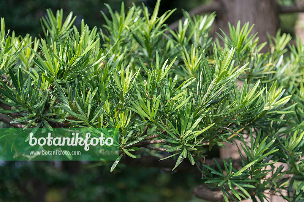 675279 - Podocarpus macrophyllus