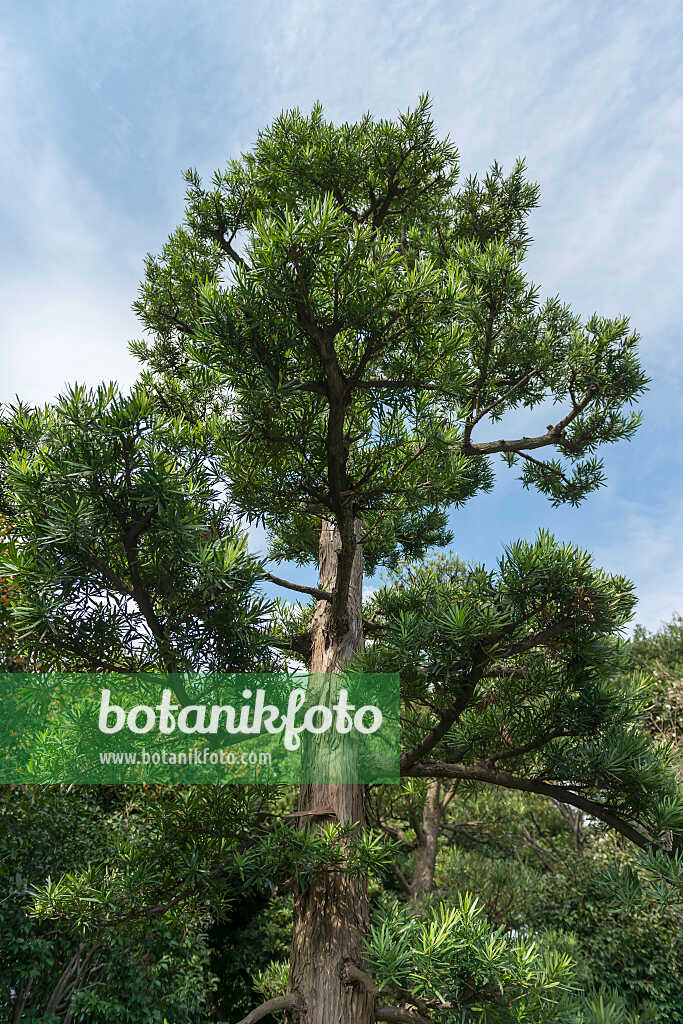 675280 - Podocarpus macrophyllus