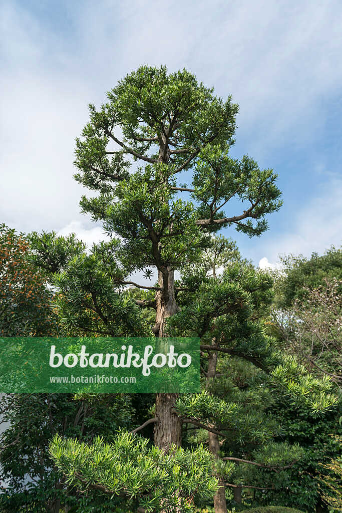 675281 - Podocarpus macrophyllus