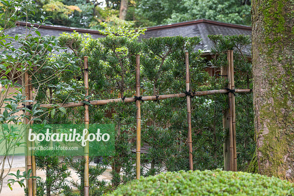 675282 - Podocarpus macrophyllus