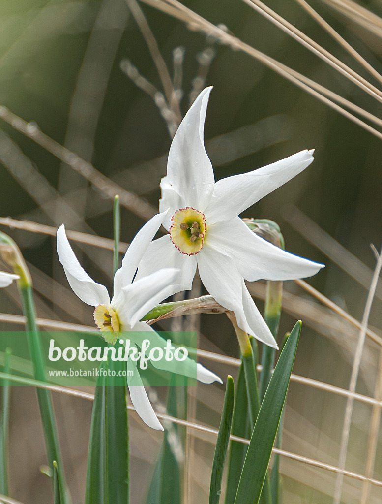 651405 - Poet's daffodil (Narcissus poeticus var. recurvus)