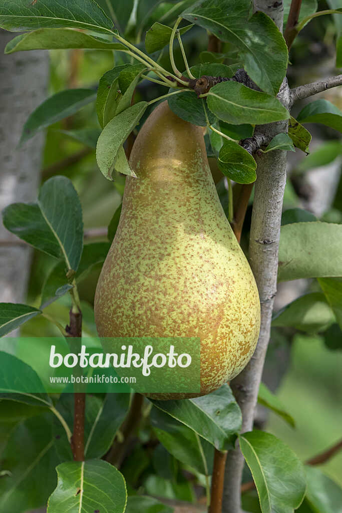 675306 - Poirier commun (Pyrus communis 'Abate Fetel')