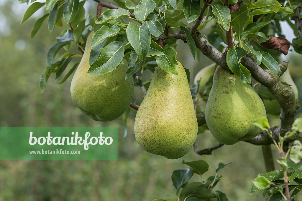 616116 - Poirier commun (Pyrus communis 'Dana')