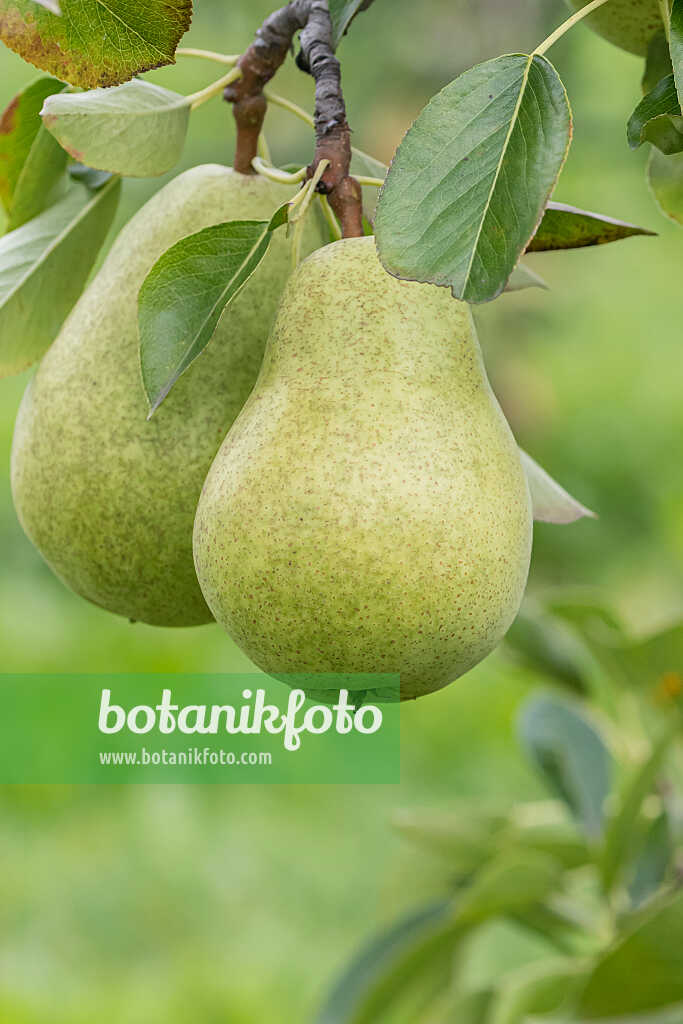 675313 - Poirier commun (Pyrus communis 'Delwimor')