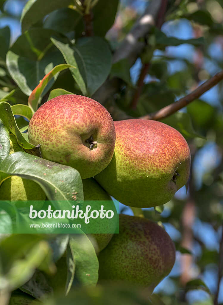 675331 - Poirier commun (Pyrus communis 'Forellenbirne')