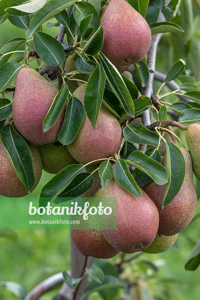 675333 - Poirier commun (Pyrus communis 'Fred')