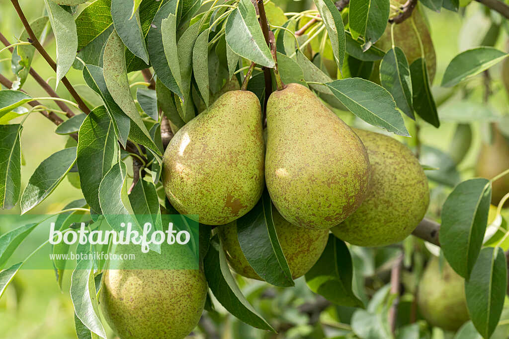 675317 - Poirier commun (Pyrus communis 'Herzogin Elsa')