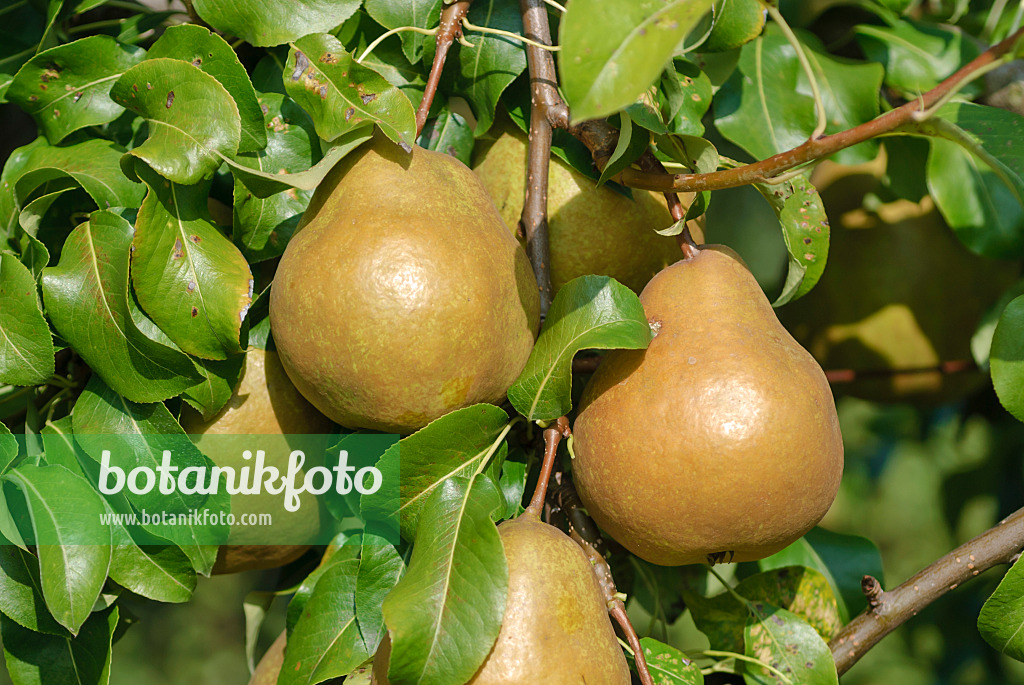 517364 - Poirier commun (Pyrus communis 'Kirilla')