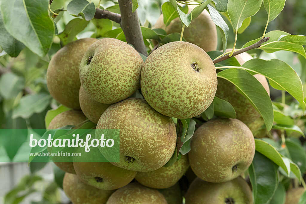 675322 - Poirier commun (Pyrus communis 'Krämersheider Bergamotte')