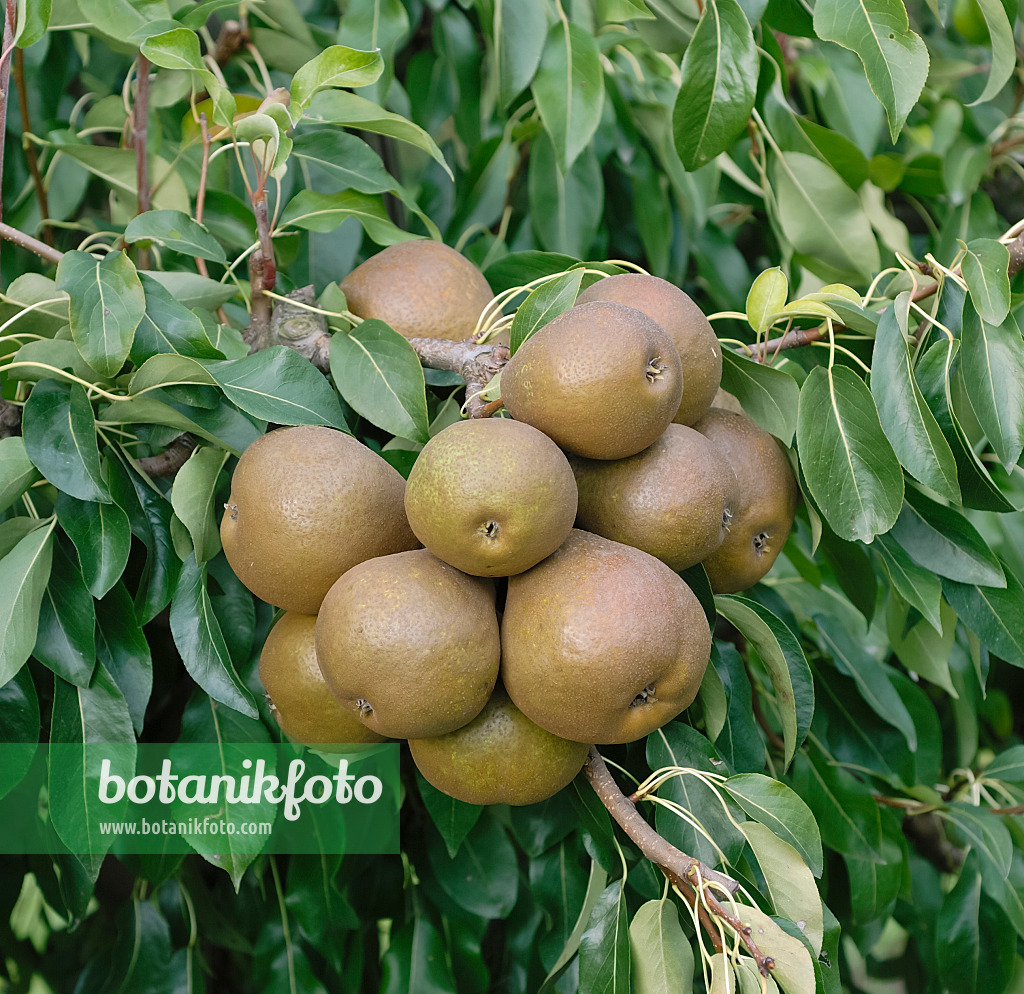 471450 - Poirier commun (Pyrus communis 'Madame Verte')