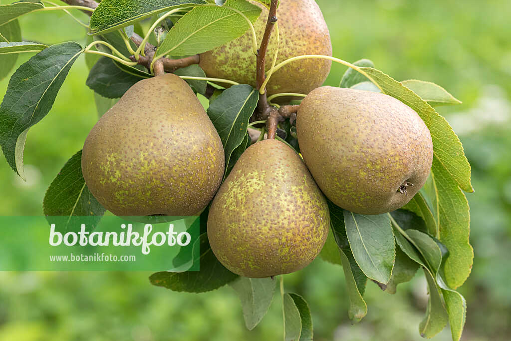 675323 - Poirier commun (Pyrus communis 'Madame Verte')