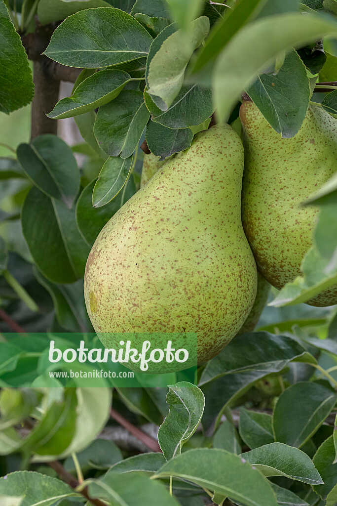 675324 - Poirier commun (Pyrus communis 'Nojabrskaja')