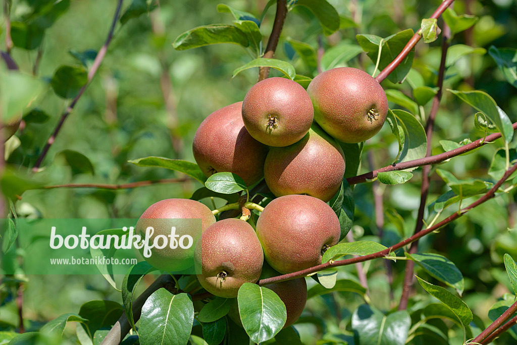 575290 - Poirier commun (Pyrus communis 'Nordhäuser Winterforelle')