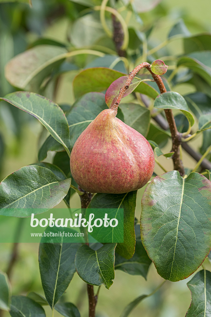 616109 - Poirier commun (Pyrus communis 'Petersbirne')