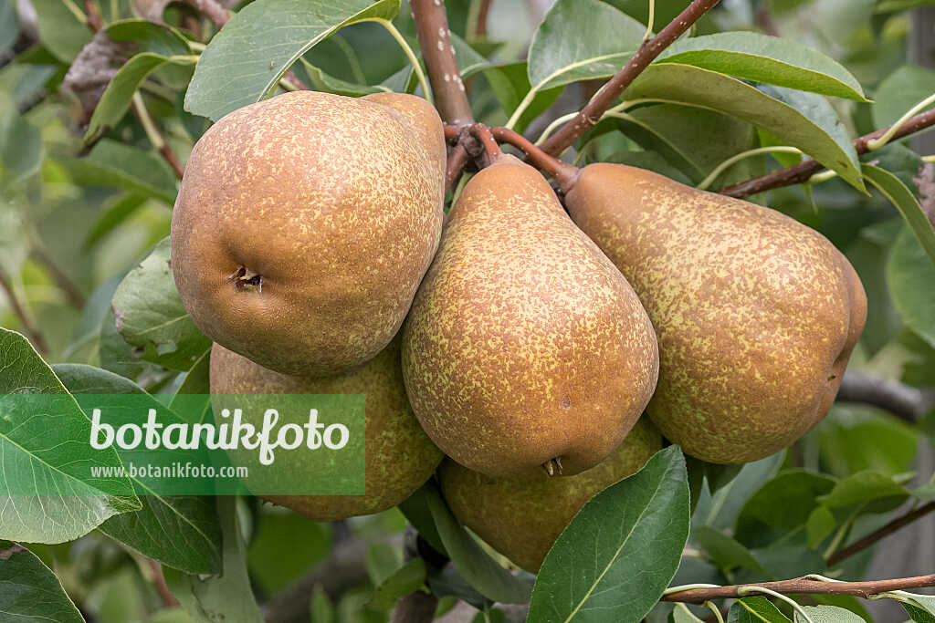 675326 - Poirier commun (Pyrus communis 'Prinzessin Marianne')