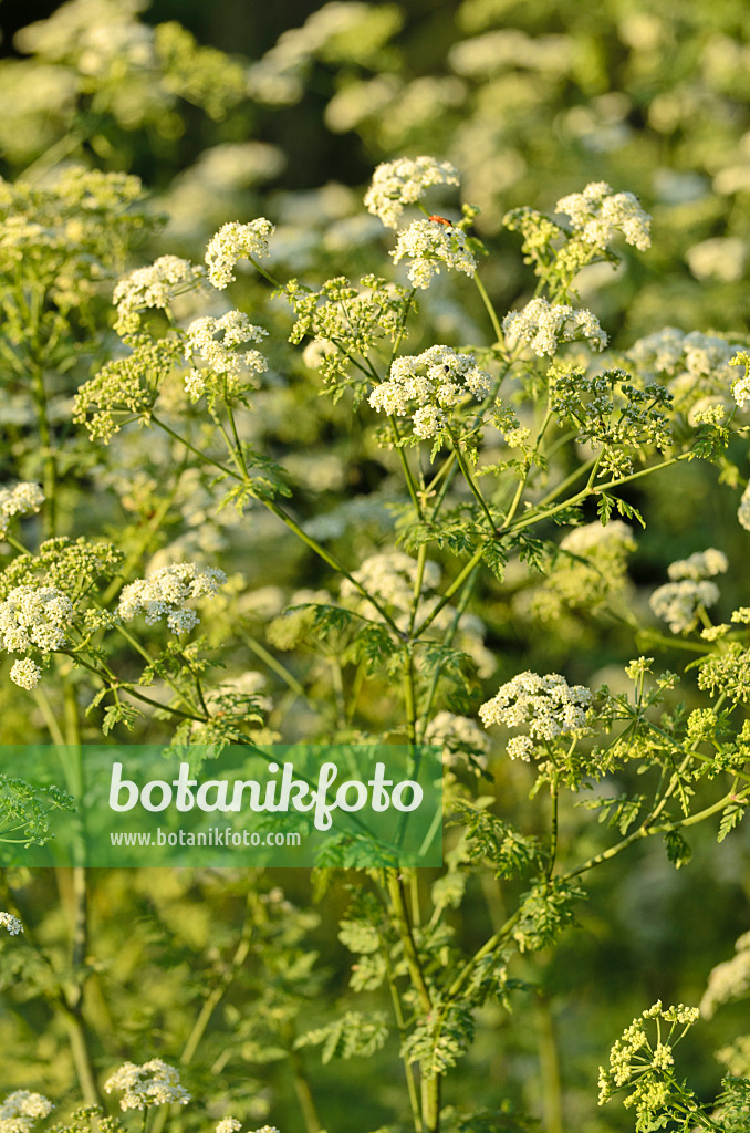497369 - Poison hemlock (Conium maculatum)