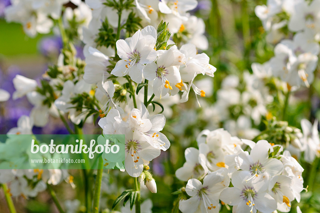 484304 - Polémoine bleue (Polemonium caeruleum)