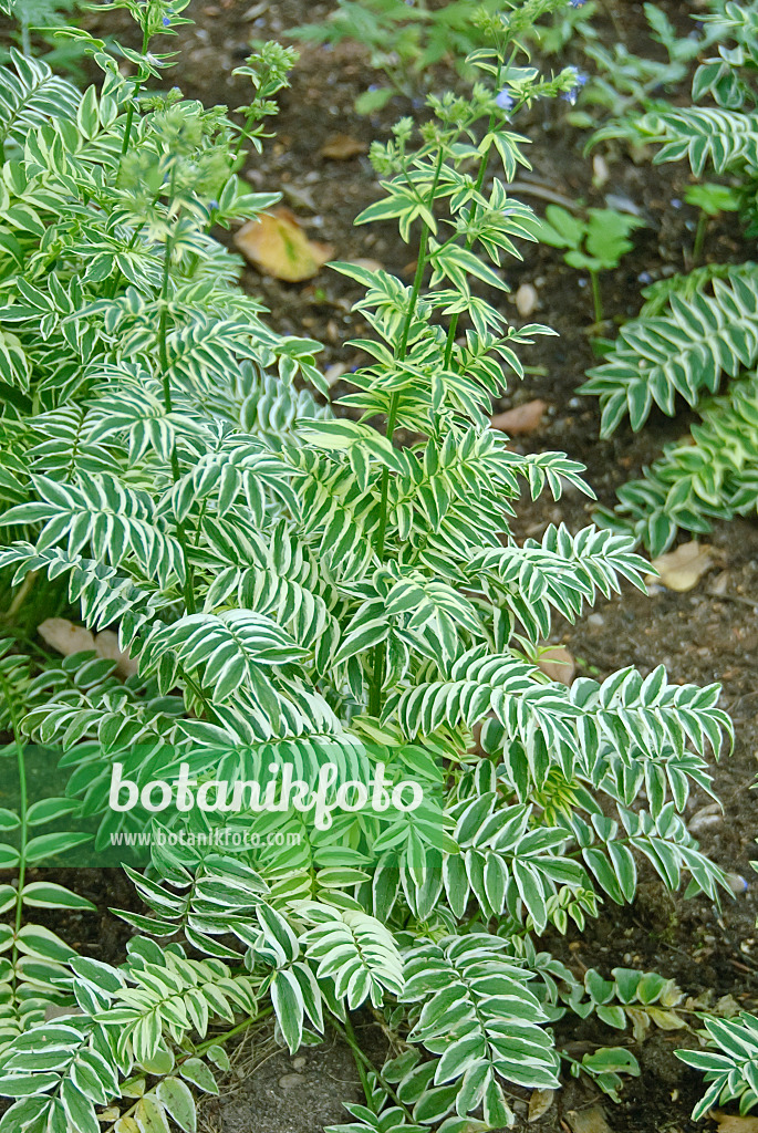 502317 - Polémoine bleue (Polemonium caeruleum 'Brise d'Anjou')