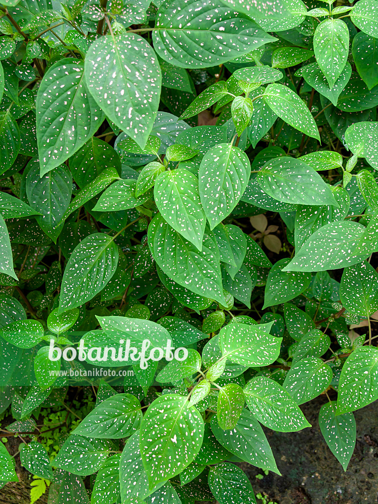427027 - Polka dot plant (Hypoestes phyllostachya)